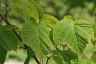 Acer grosserii - javor Grosserův - list (2)